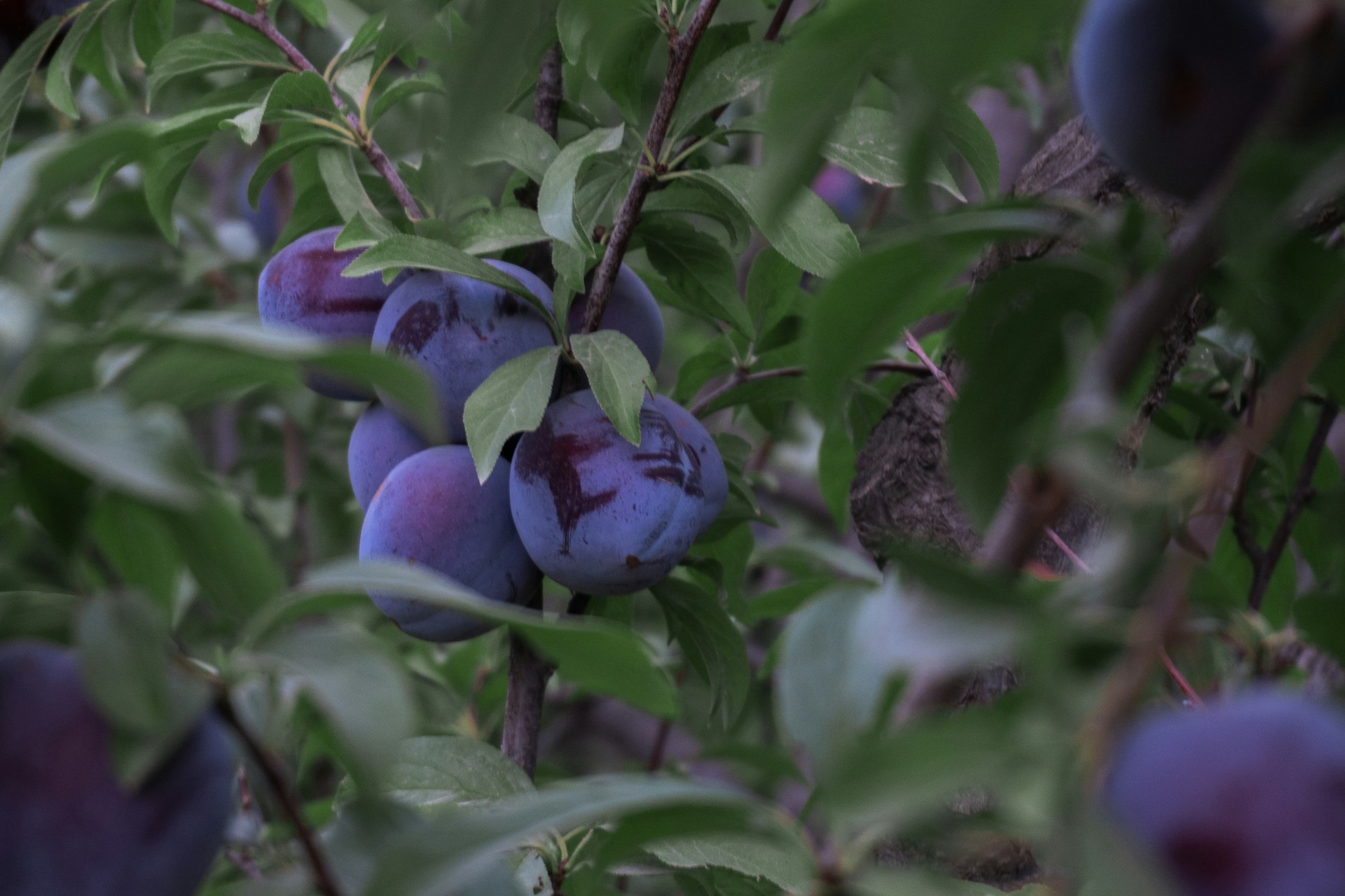 Fresh and nutrient-rich Indian jamun (Java plums / black plums) for export – Hoysala International